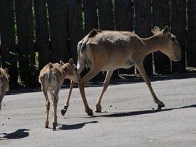 Фото Сайгак
