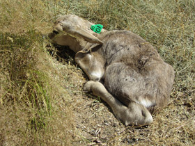 Фото Сайгак