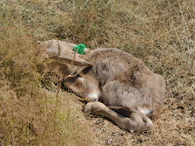 Фото Сайгак