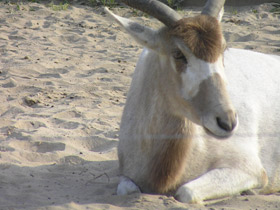 Смотреть фото Аддакс Фото Аддакс