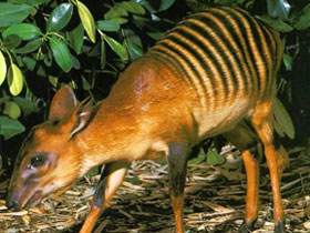 Смотреть фото Зебровый дукер Фото Зебровый дукер