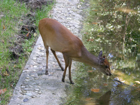Смотреть фото Красный дукер Фото Красный дукер