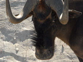 Смотреть фото Белохвостый гну Фото Белохвостый гну