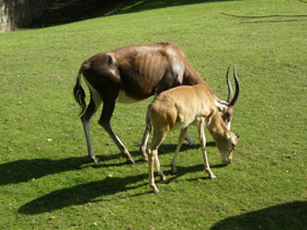 Фото Блесбок