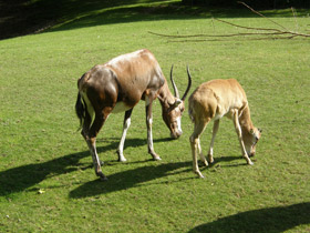 Фото Блесбок