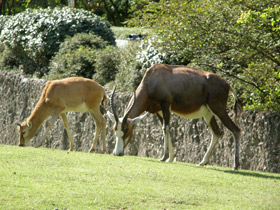 Фото Блесбок
