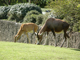 Фото Блесбок