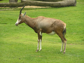 Фото Блесбок