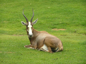 Фото Блесбок