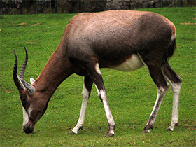Фото Блесбок