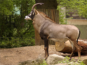 Смотреть фото Лошадиная антилопа Фото Лошадиная антилопа