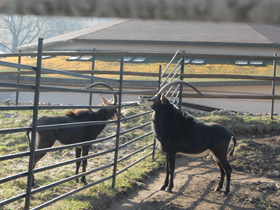 Фото Черная антилопа