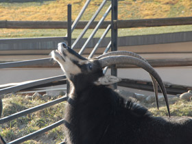 Фото Черная антилопа