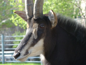 Фото Черная антилопа