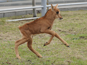Фото Черная антилопа