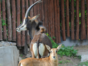 Фото Черная антилопа