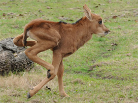 Черная антилопа Черная антилопа