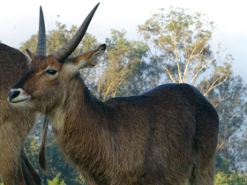 Фото Водяной козел