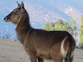 Фото Водяной козел