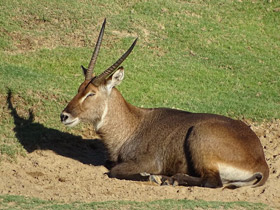 Фото Водяной козел