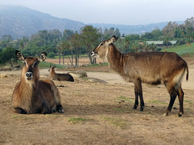 Фото Водяной козел