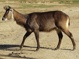 Фото Водяной козел
