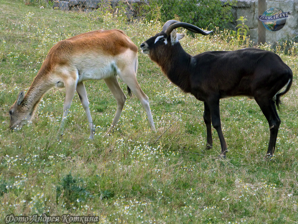 Смотреть фото Суданский козел Фото Суданский козел