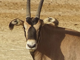 Фото О сообразительности животных