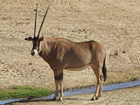 Смотреть фото Орикс бейза Фото Орикс бейза