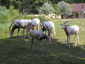 Фото Саблерогая антилопа