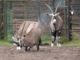 Фото Обыкновенный орикс