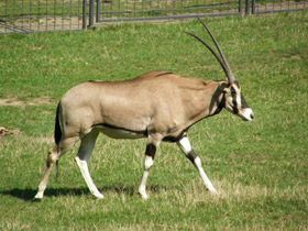 Фото Обыкновенный орикс