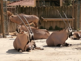 Фото Обыкновенный орикс