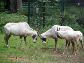 Фото Аравийский орикс