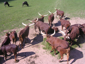 Смотреть фото Священные животные Древнего Египта. Фото Священные животные Древнего Египта.