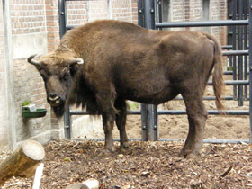 Фото Животные - символы