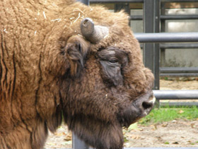 Фото Животные - символы