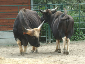 Смотреть фото Гаур Фото Гаур