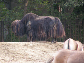 Смотреть фото Як Фото Як