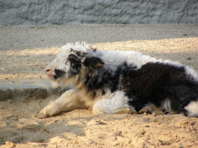 Смотреть фото Як Фото Як