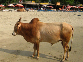 Смотреть фото Священные животные Фото Священные животные