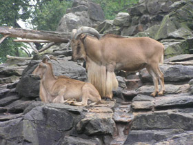 Фото Гривистый баран