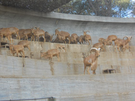 Фото Гривистый баран
