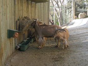 Фото Гривистый баран