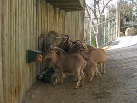 Фото Гривистый баран
