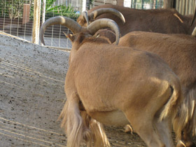 Фото Гривистый баран
