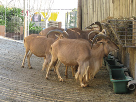 Фото Гривистый баран