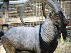 Фото Безоаров козел