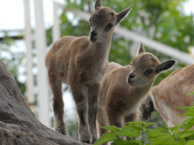 Смотреть фото Винторогий козёл Фото Винторогий козёл