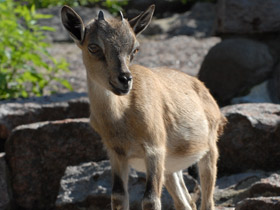 Смотреть фото Винторогий козёл Фото Винторогий козёл